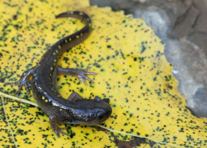 Spotted Salamander